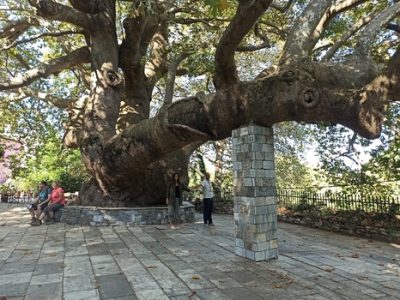  volos to tsagarada big platanos tree - taxiinvolos.gr